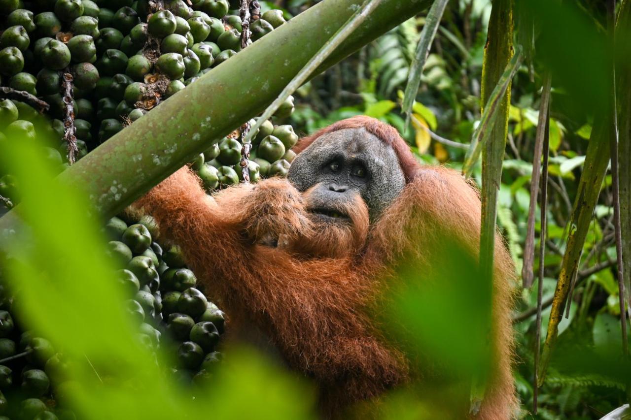 Sumatra Expedition Lodge Bukit Lawang Zewnętrze zdjęcie